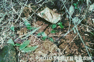 蜻蜓點水
